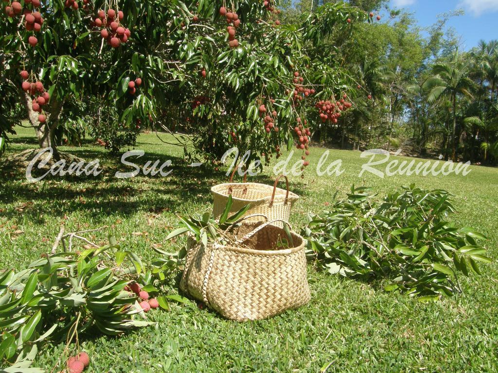 Cana Suc Sainte-Rose Exteriör bild