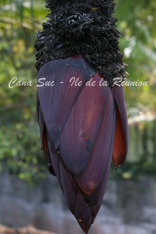 Cana Suc Sainte-Rose Exteriör bild